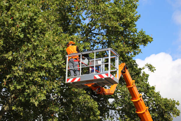 Best Tree Trimming and Pruning  in Key Largo, FL